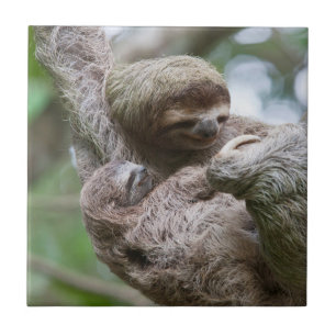 Faultier-Baby mit Mutter an einem Baum hängend Fliese