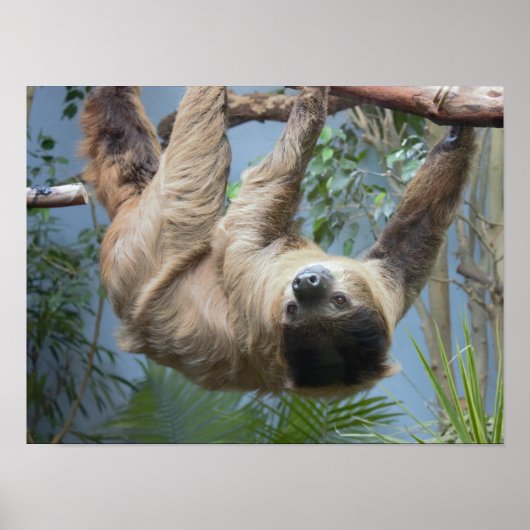 Faultier-Foto-Poster Poster (Vorne)