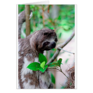 Faultier in Baum Nicaragua