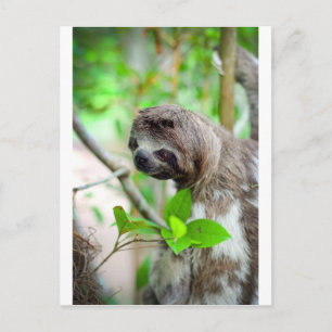 Faultier in Baum Nicaragua Postkarte