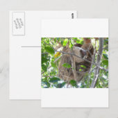 Faultier Postkarte (Vorne/Hinten)