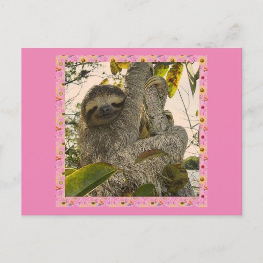 Faultier Postkarte (Vorderseite)