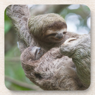 Faultierbaby mit Mutter an einem Baum hängend Getränkeuntersetzer