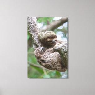 Faultierbaby mit Mutter an einem Baum hängend Leinwanddruck