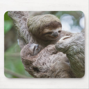 Faultierbaby mit Mutter an einem Baum hängend Mousepad