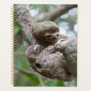 Faultierbaby mit Mutter an einem Baum hängend Planer