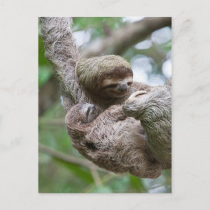Faultierbaby mit Mutter an einem Baum hängend Postkarte