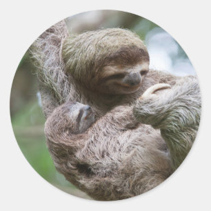 Faultierbaby mit Mutter an einem Baum hängend Runder Aufkleber