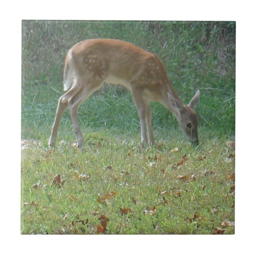 Faun, Baby Deer at Lake Arrowhead Fliese (Vorderseite)