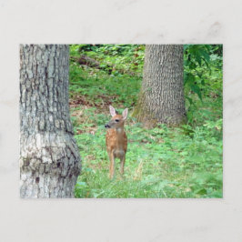 Fauna im Juli Postkarte