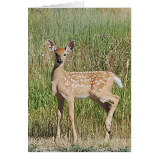 Fauna in Bozeman, Montana (Vorne)