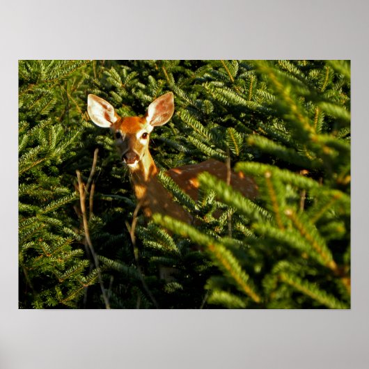 Fauna in Pine Trees Poster (Vorne)