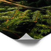 Fauna in Pine Trees Poster (Ecke)