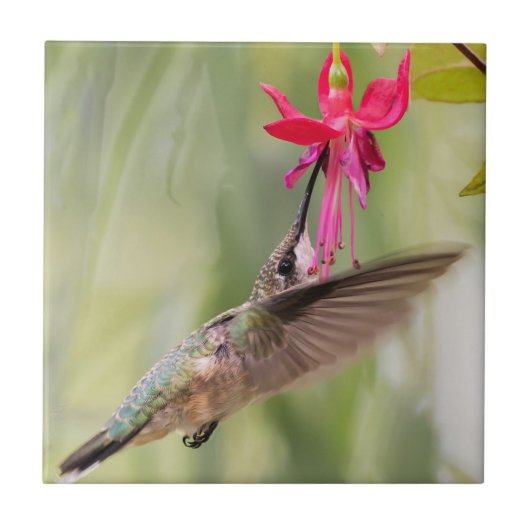 Favorite Fuchsia Hummingbird Fliese (Vorderseite)