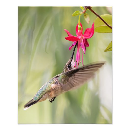 Favorite Fuchsia Hummingbird Fotodruck (Vorne)