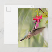 Favorite Fuchsia Hummingbird Postkarte (Vorne/Hinten)