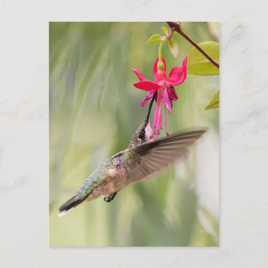 Favorite Fuchsia Hummingbird Postkarte (Vorderseite)