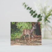 FAWN #1 POSTKARTE (Stehend Vorderseite)