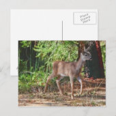 FAWN #1 POSTKARTE (Vorne/Hinten)