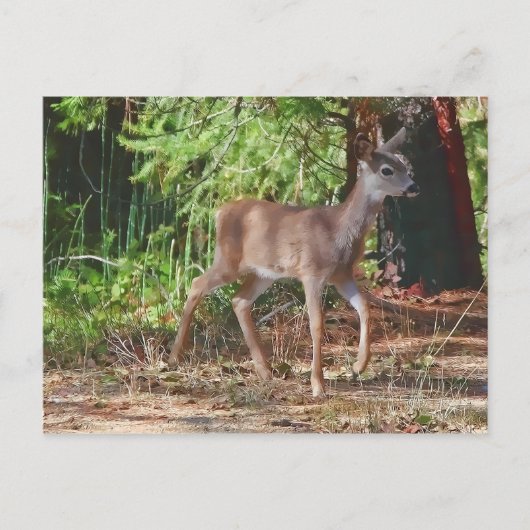 FAWN #1 POSTKARTE (Vorderseite)