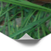 Fawn 2009 poster (Ecke)