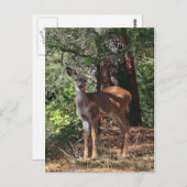 FAWN #2 POSTKARTE (Vorne/Hinten)