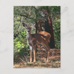 FAWN #2 POSTKARTE