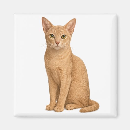 Fawn Abyssinian Magnet (Vorne)