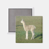 Fawn Alpaca Magnet (Vorderseite/Rückseite)