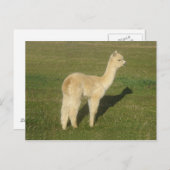 Fawn Alpaca Postkarte (Vorne/Hinten)