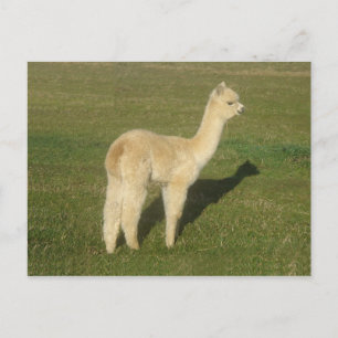 Fawn Alpaca Postkarte