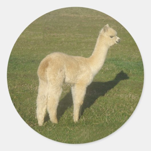 Fawn Alpaca Runder Aufkleber (Vorderseite)