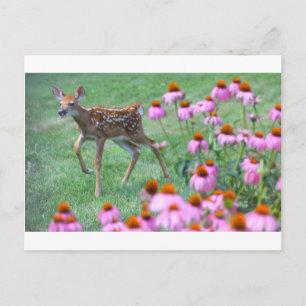 Fawn and Coneflowers, Ohio Postkarte