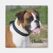 Fawn and White Boxer Puppy Dog Magnet (Vorne)