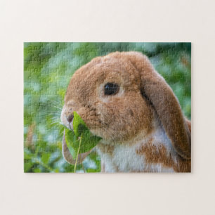 Fawn and White Holland Lop Bunny Rabbit Puzzle