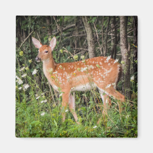 Fawn Baby Deer Woodland Animals Magnet