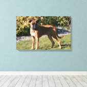 Fawn Boxer Dog Stehend Leinwanddruck (Insitu (Holzboden))