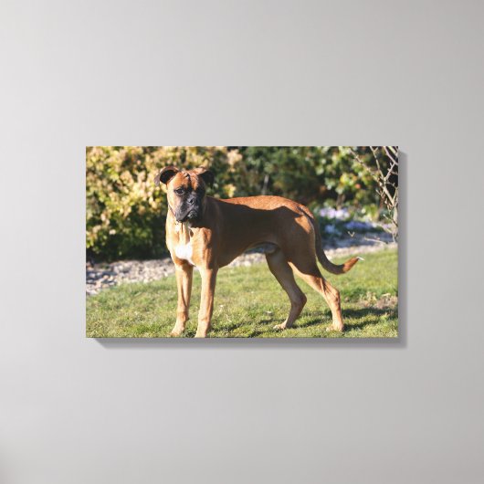 Fawn Boxer Dog Stehend Leinwanddruck (Vorderseite)