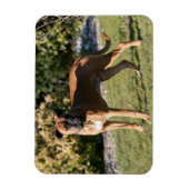 Fawn Boxer Dog Stehend Magnet (Vertikal)