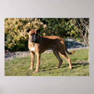 Fawn Boxer Dog Stehend Poster