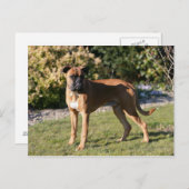 Fawn Boxer Dog Stehend Postkarte (Vorne/Hinten)