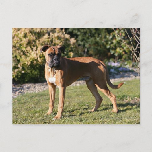 Fawn Boxer Dog Stehend Postkarte (Vorderseite)