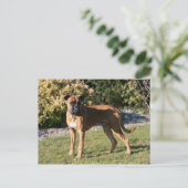 Fawn Boxer Dog Stehend Postkarte (Stehend Vorderseite)