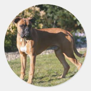 Fawn Boxer Dog Stehend Runder Aufkleber