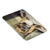 Fawn Boxer Pup Magnet (Rechte Seite)