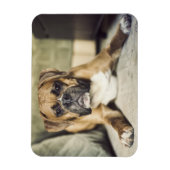 Fawn Boxer Pup Magnet (Vertikal)