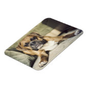 Fawn Boxer Pup Magnet (Linke Seite)