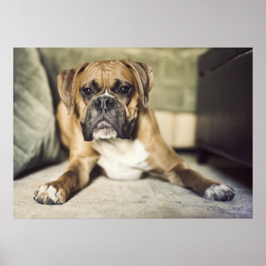 Fawn Boxer Pup Poster (Vorne)