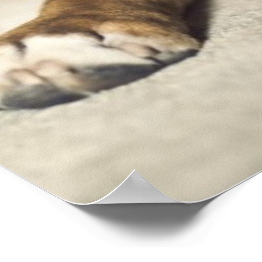 Fawn Boxer Pup Poster (Ecke)