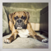 Fawn Boxer Pup Poster (Vorne)